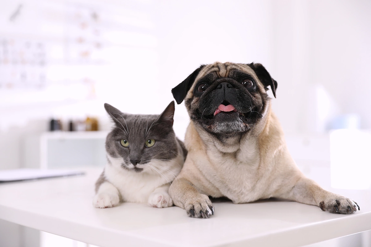 Бешенство — инфекционное заболевание, поражающее центральную нервную систему