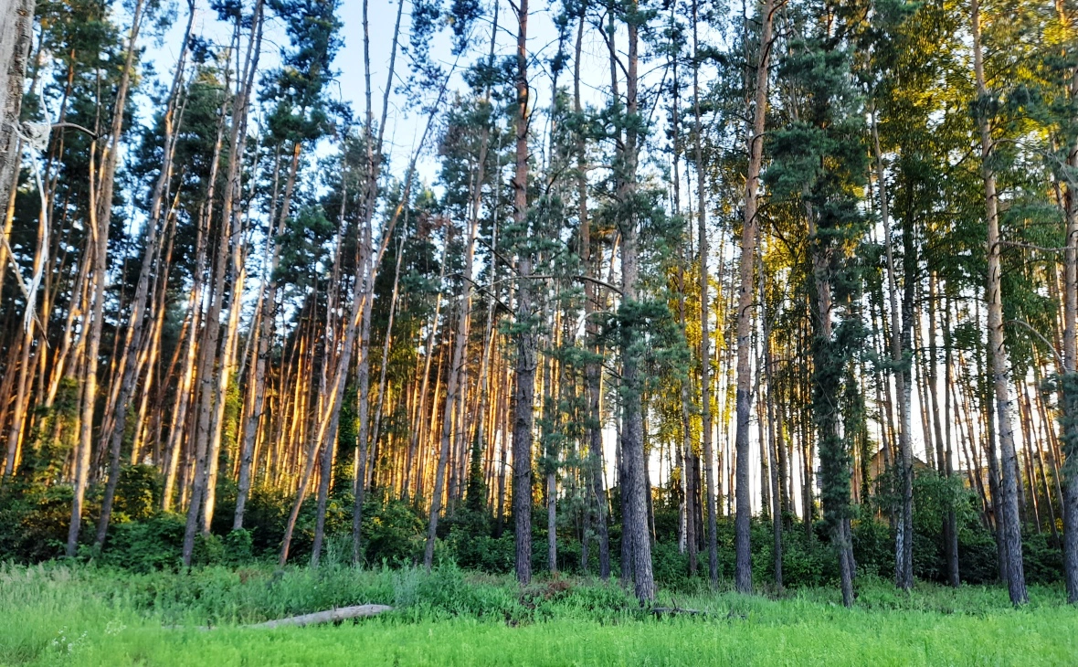 РБК Черноземье