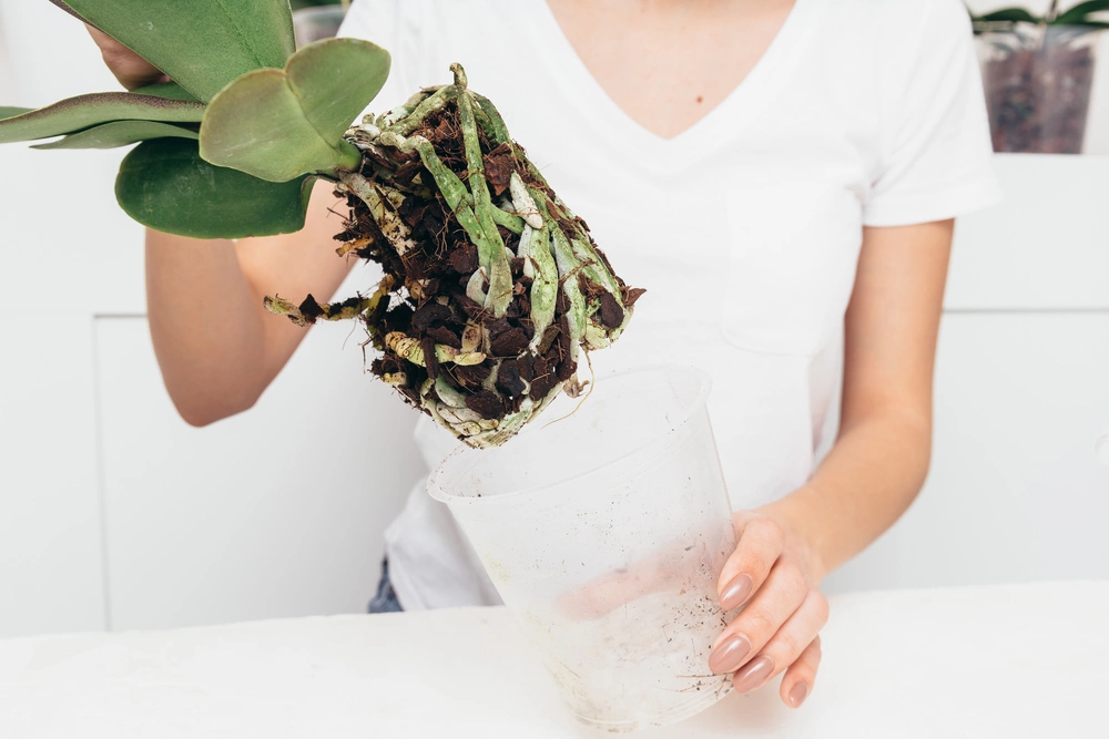 Как пересадить орхидею