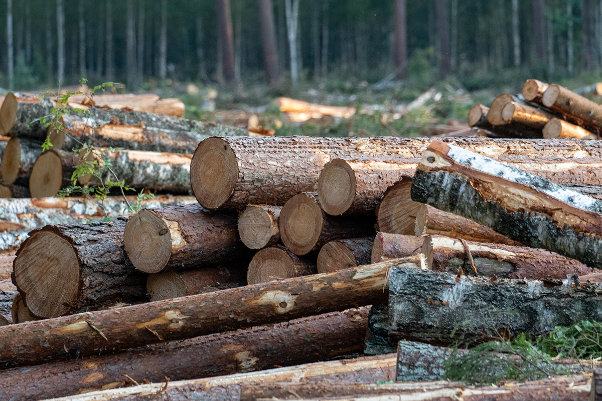 Фото: Edijs K / Shutterstock / FOTODOM