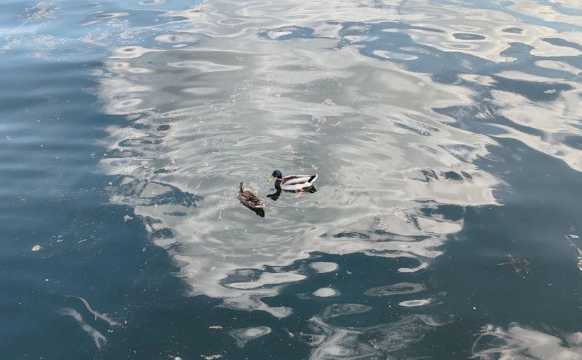 РБК Черноземье