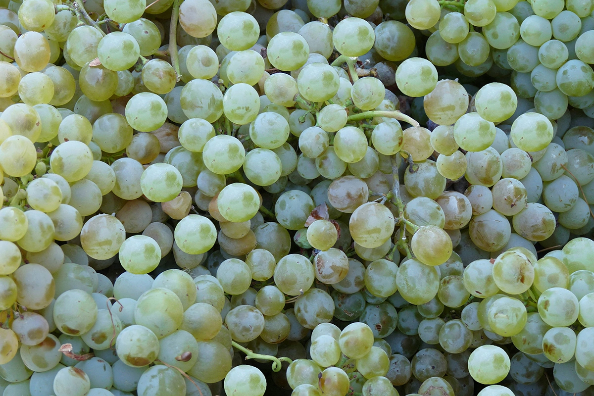 «Не пить вино — значит отказаться от нашей культуры, от наших ценностей»