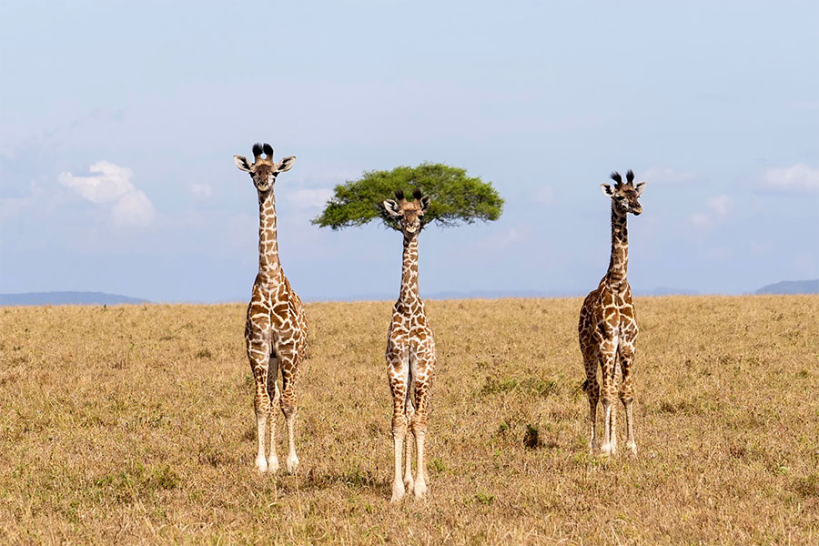 Dirk Koster / Nikon Comedy Wildlife Awards 2026