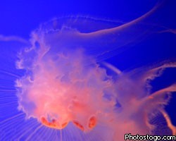 Японию ждет нашествие гигантских ядовитых медуз 