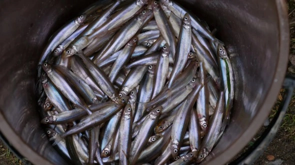 Архив РБК Калининград