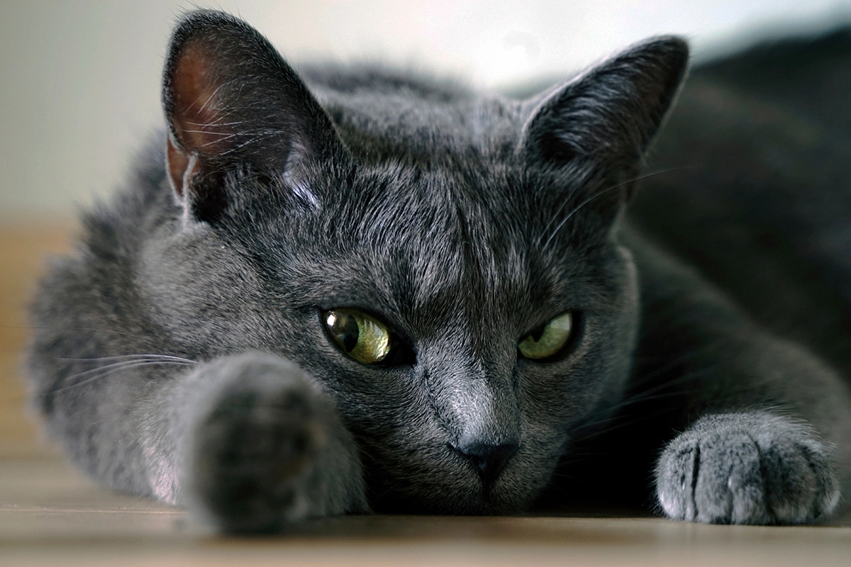 Русская голубая кошка