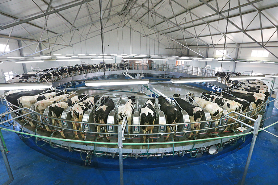Калининград вошел в число регионов-лидеров по производству молока
