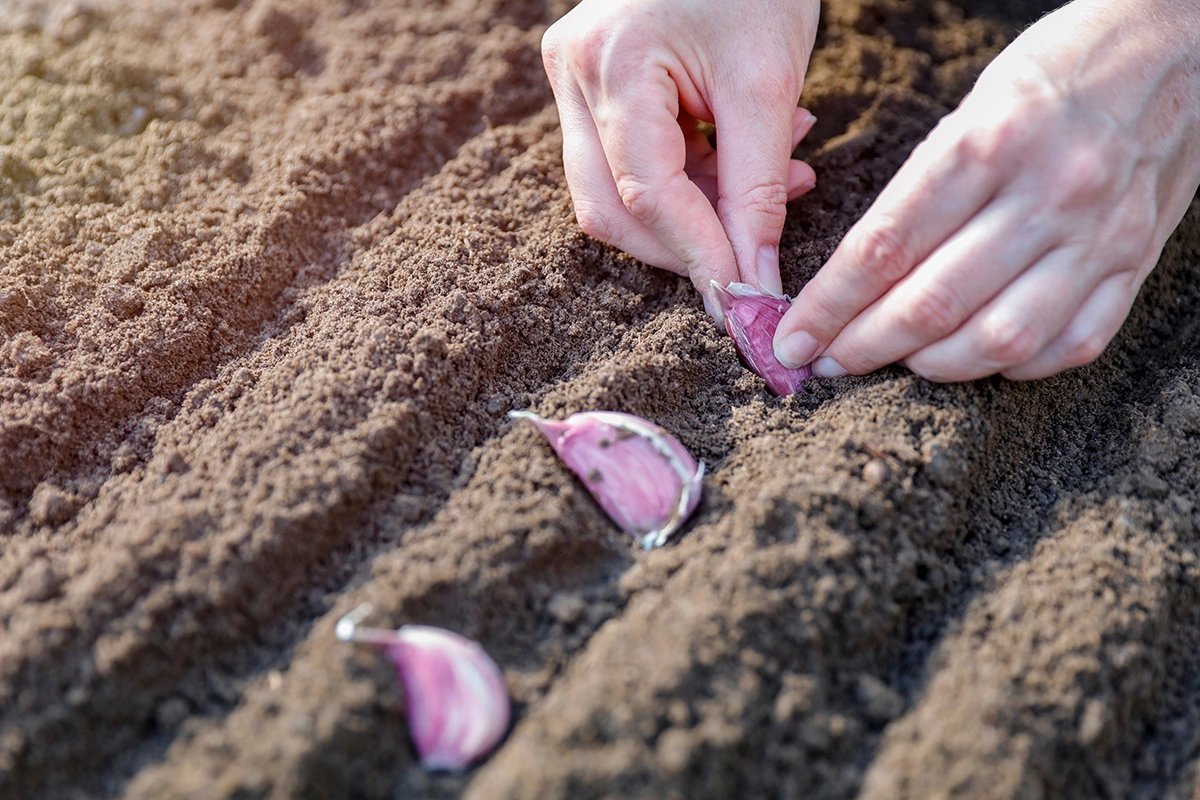 Некоторые сорта чеснока отлично зимуют при температурах до -35 °С