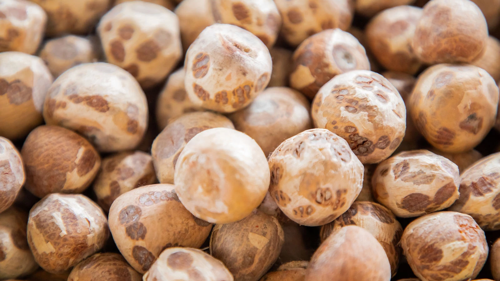 Бетельный орех