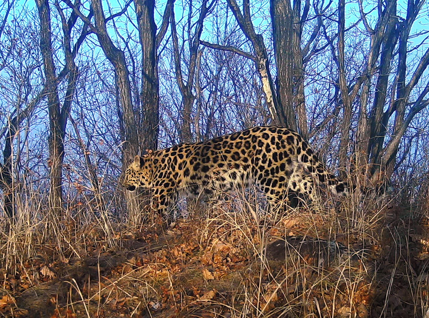 ФГБУ "Земля леопарда"