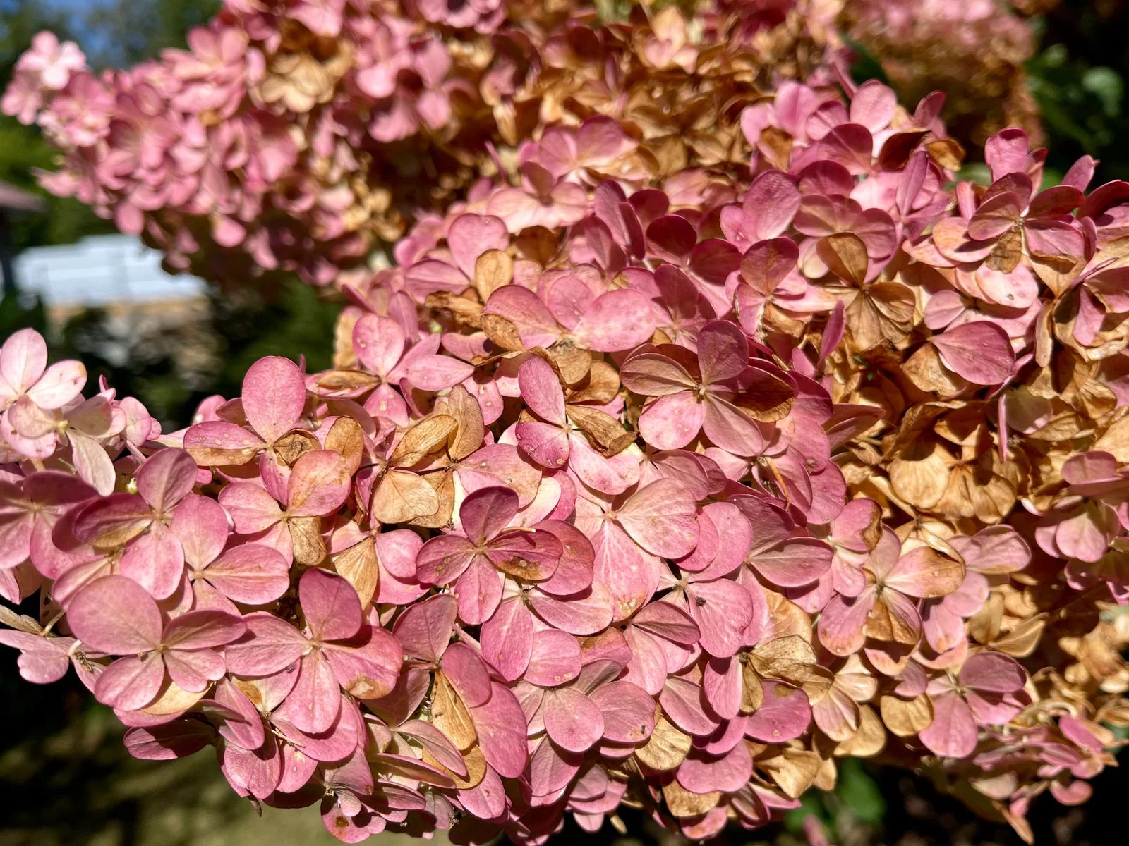 РБК Приморье 