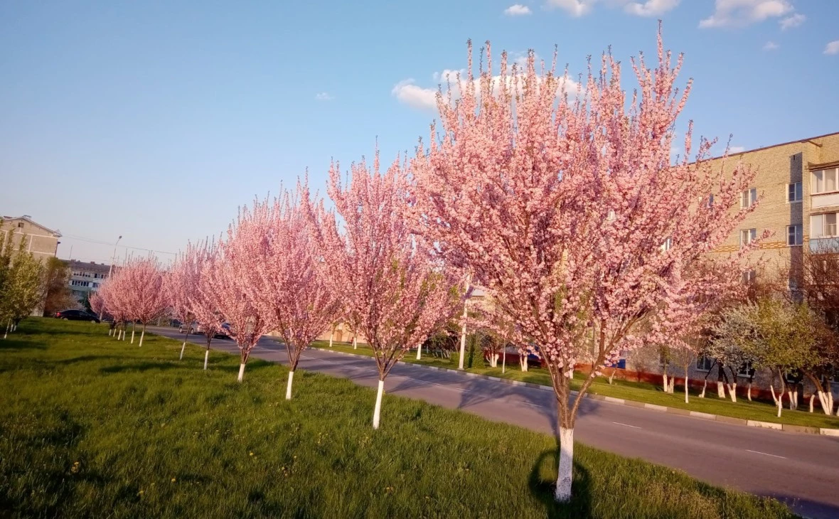 РБК Черноземье