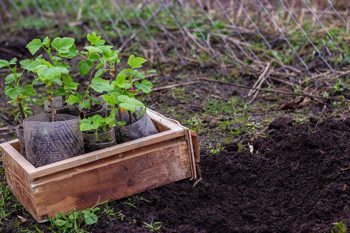 Выбирайте саженец с минимум тремя сильными корнями длиной до 15 см и хорошо развитыми побегами