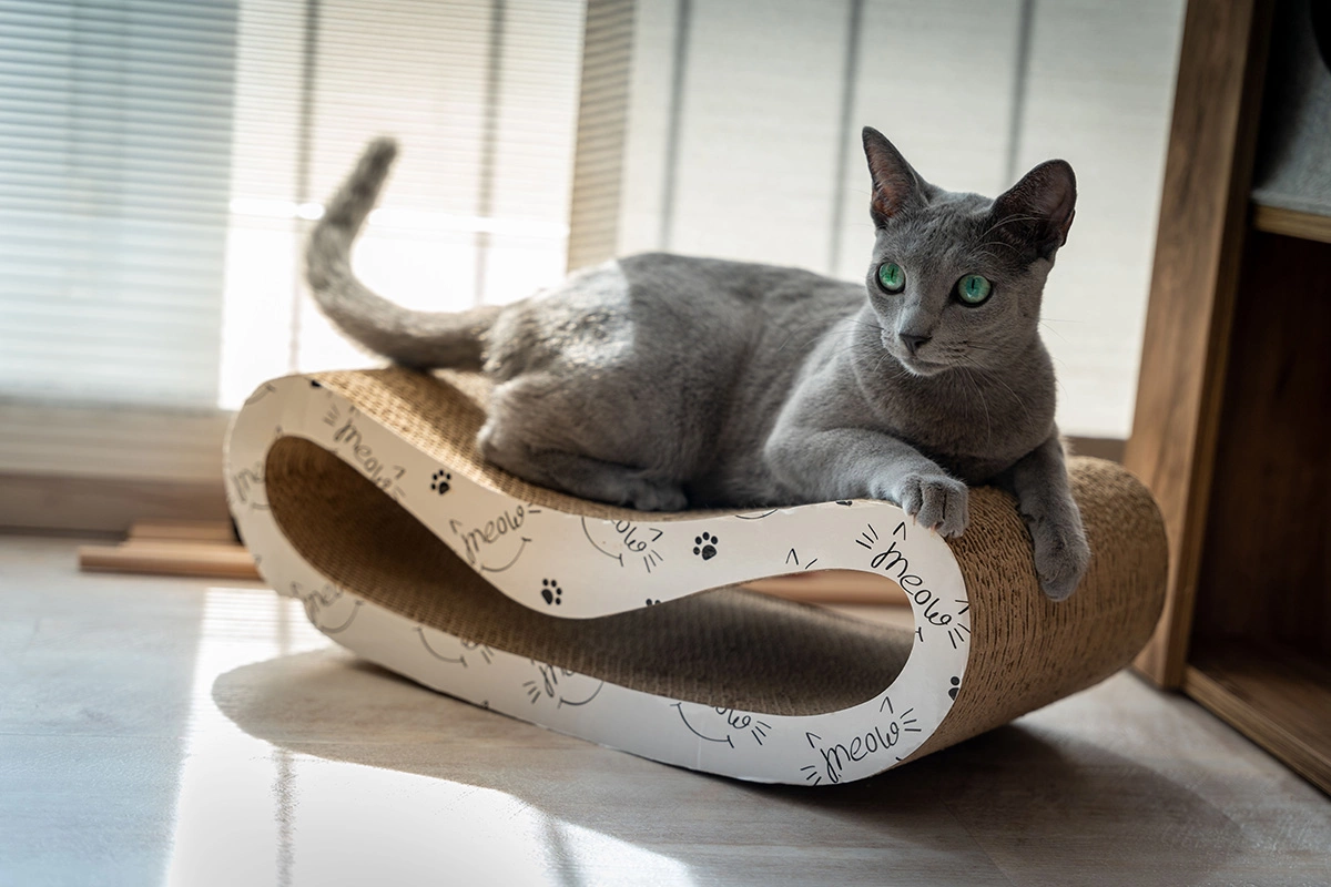 Русская голубая кошка