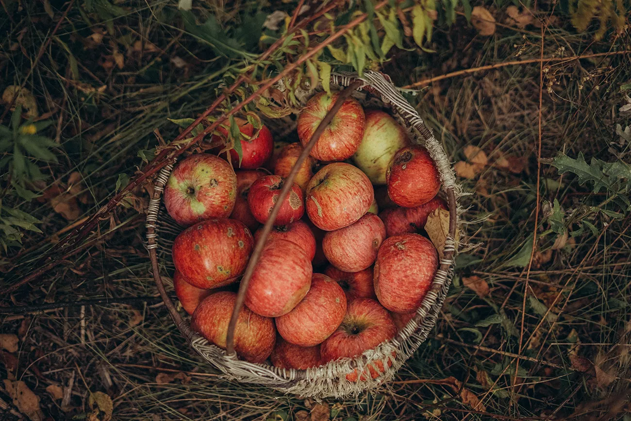 Как хранить яблоки: 7 способов хранения на зиму