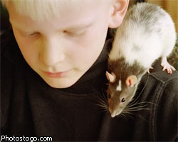Ученые обнаружили "Интернет" в мозгу крысы 