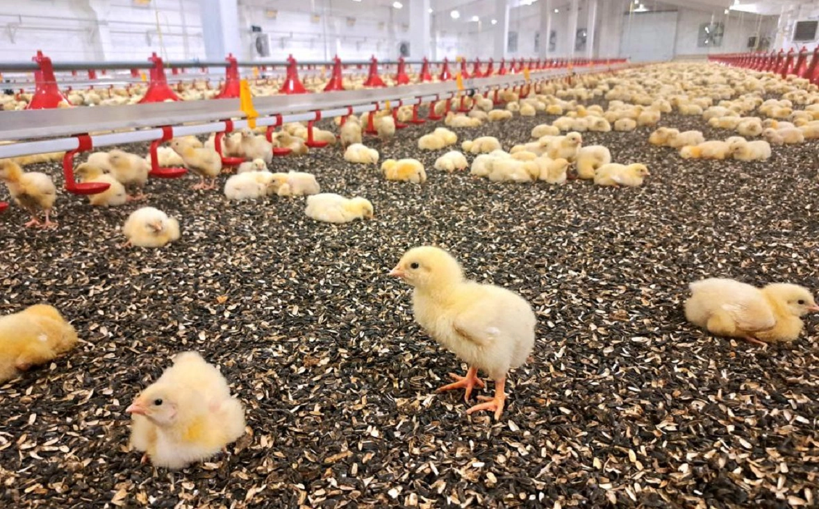 предоставлено Булатом Рафиковым