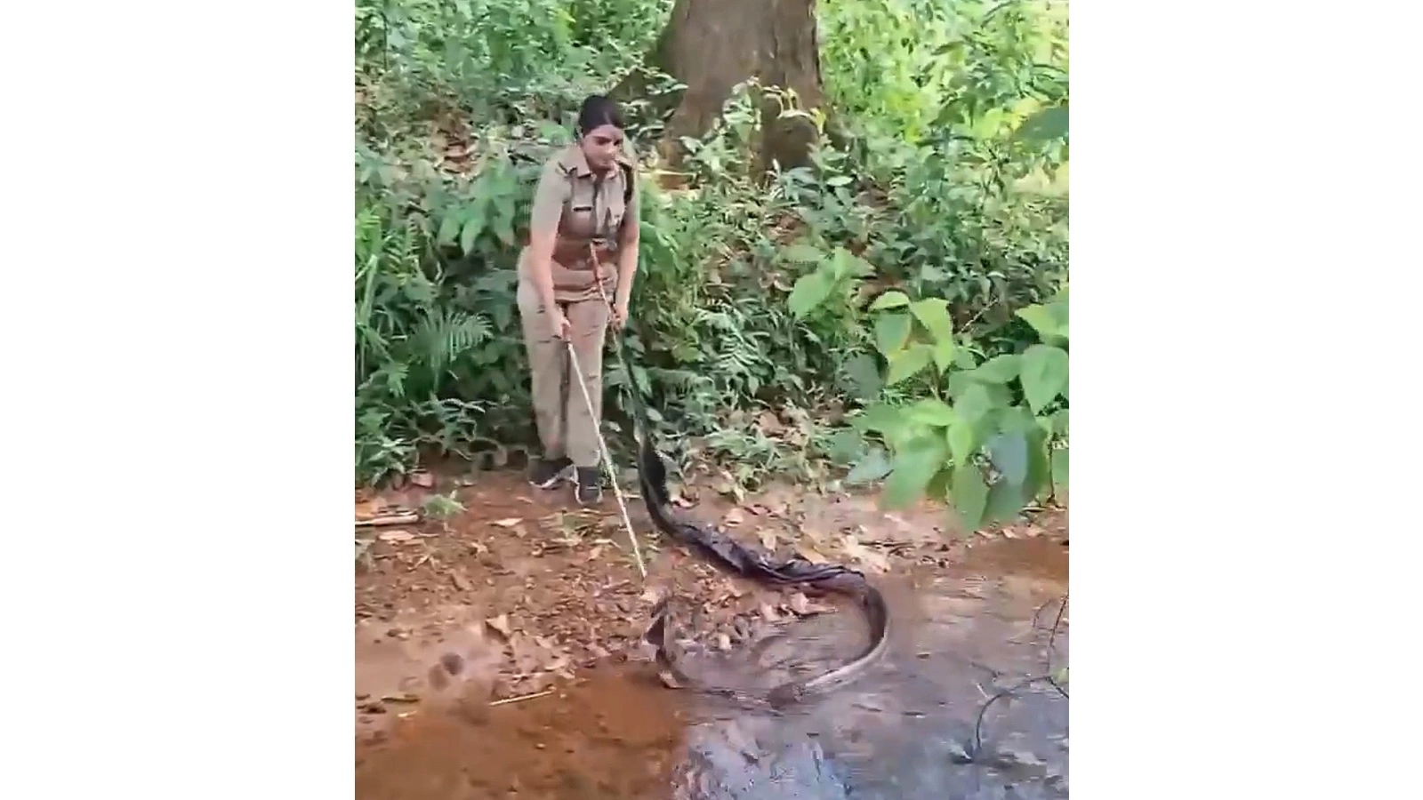 Дж. С. Рошни