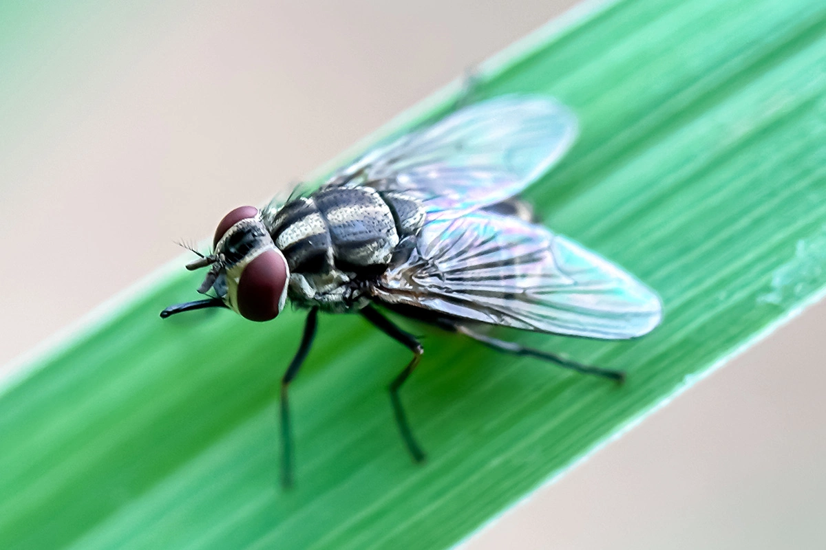 Внешне жигалка похожа на комнатную муху, но главное отличие в ротовом аппарате — он сформирован по сверляще-колющему типу
