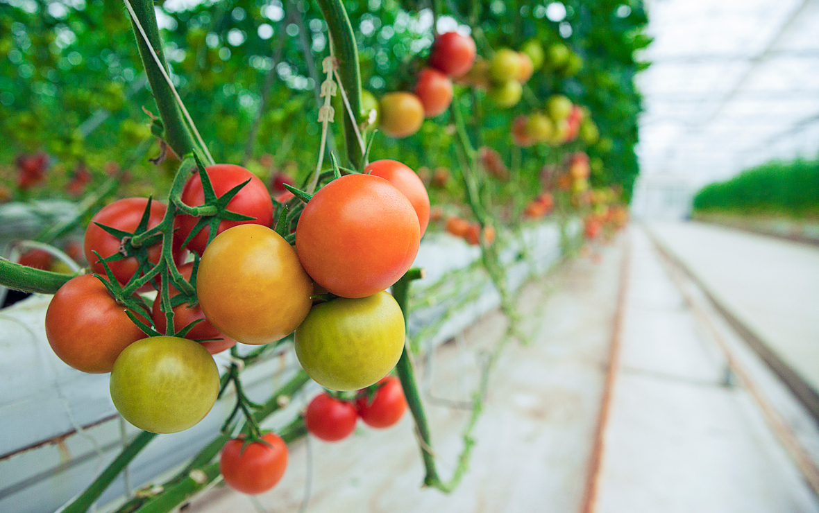 На Ставрополье урожай тепличных овощей вырос на 10% в 2023 году