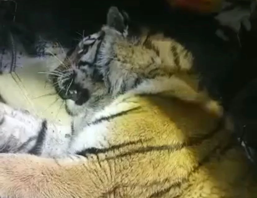 Центр «Амурский тигр»