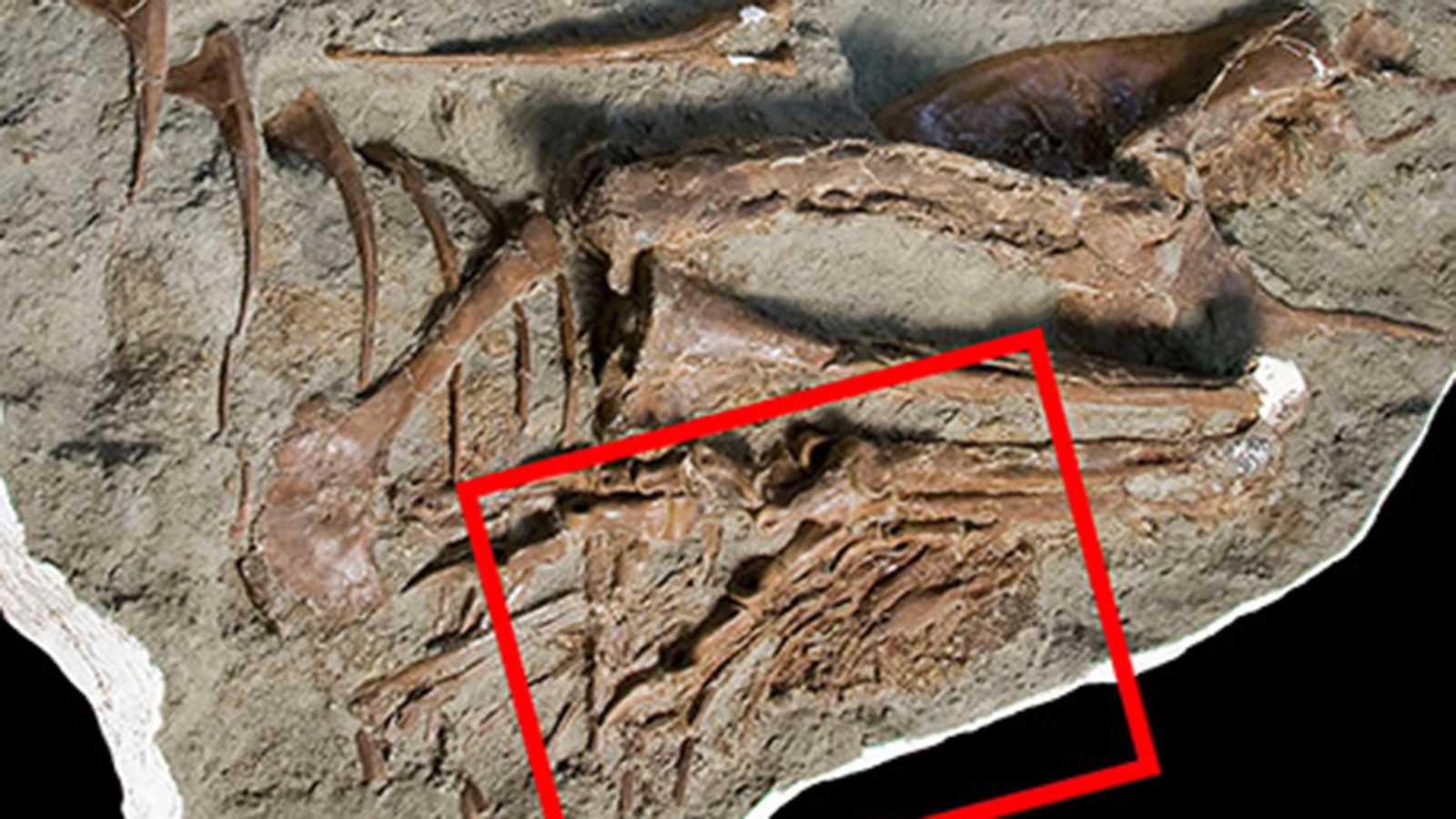 <p>Окаменелые останки динозавров, ставшие&nbsp;предметом исследования ученых&nbsp;Королевского Тиррелловского музея палеонтологии (Канада)</p>