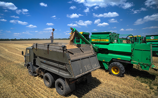 Комбайн засыпает зерно в грузовик на поле во время уборки урожая озимой пшеницы