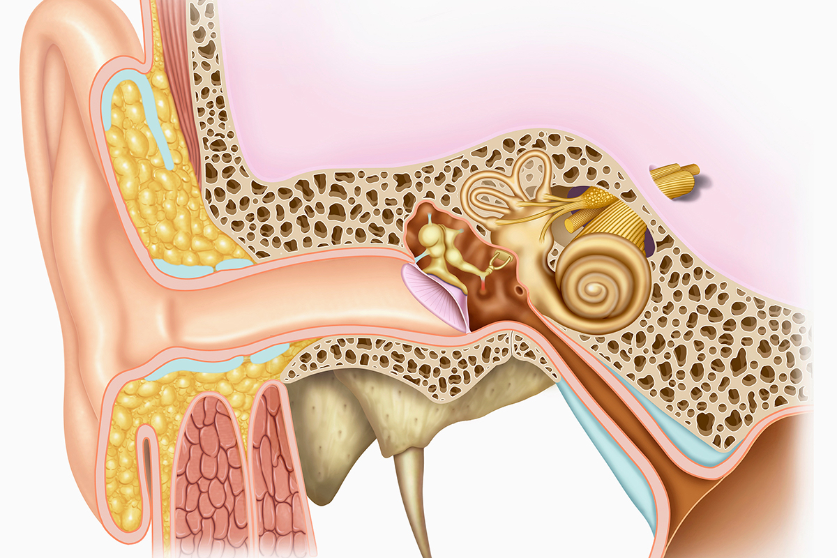 Ухо состоит из трех отделов: наружного, среднего и внутреннего. К наружному уху относят ушную раковину и наружный слуховой проход. К среднему &mdash; барабанную полость, слуховую трубу, антрум и костную клеточную систему среднего уха. К внутреннему &mdash; лабиринт (состоит из улитки, преддверия и полукружных канальцев), орган равновесия