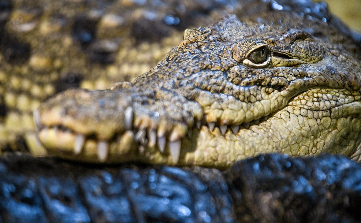 Илья Московец / URA.ru / Global Look Press