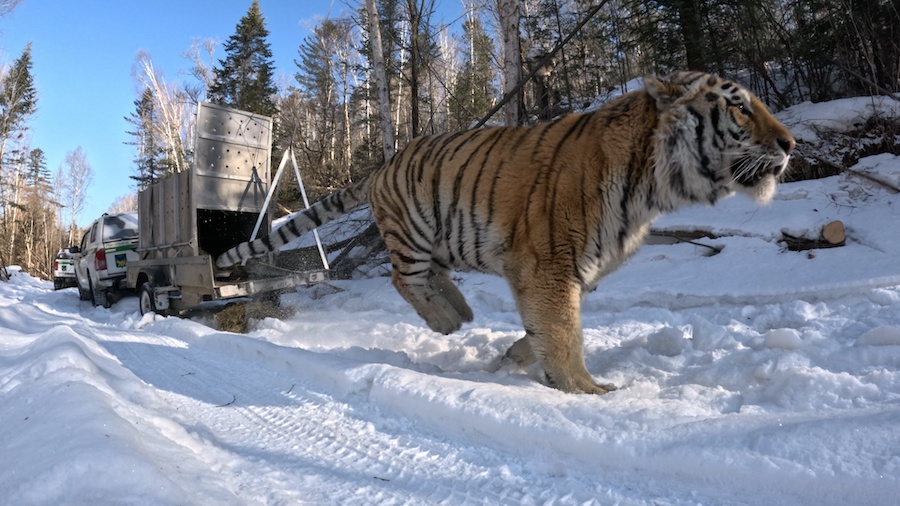 Фото: центр «Амурский тигр» 