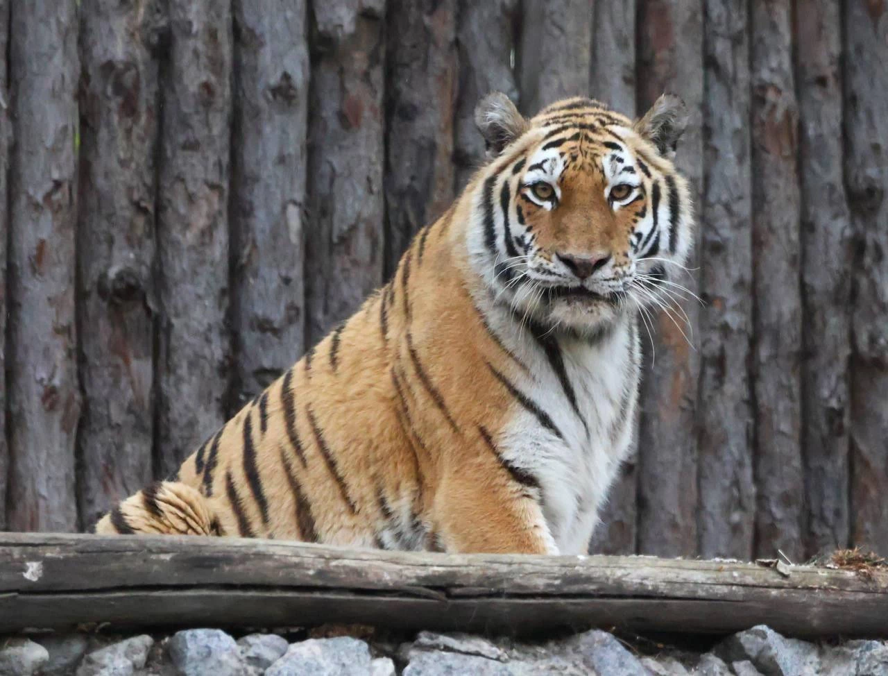 Тематическое фото, телеграм-канал Михаила Дегтярева