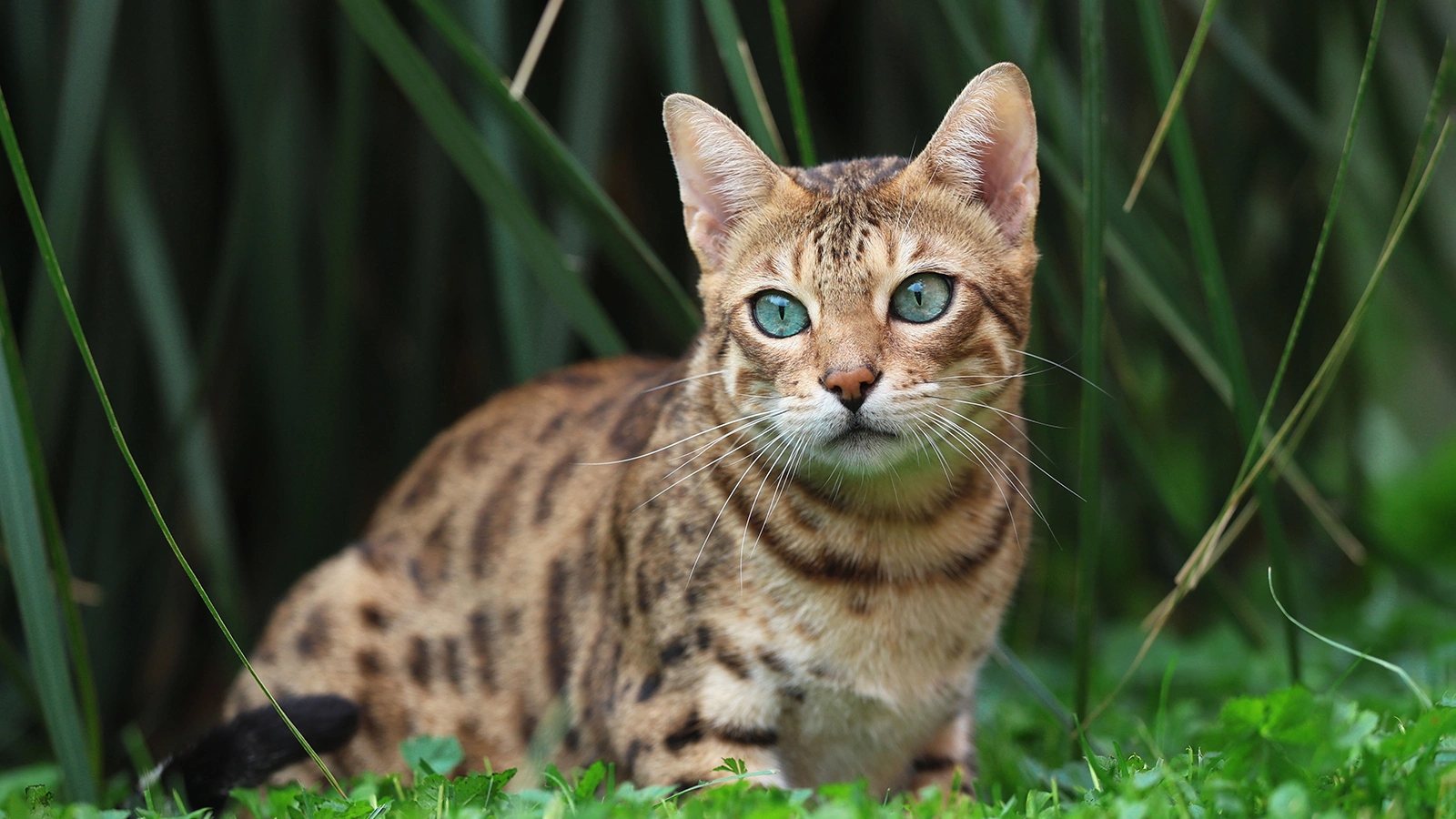 Бенгальская кошка