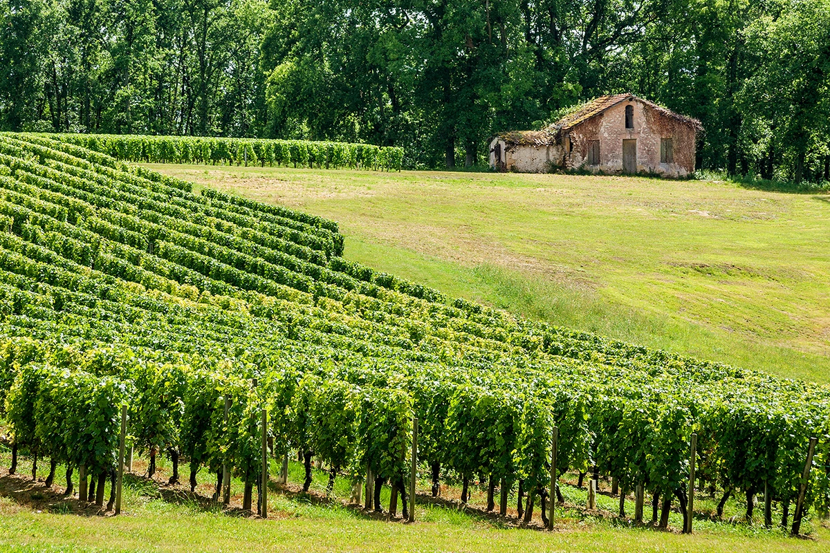 Аппелласьон Saint-Emilion AOC