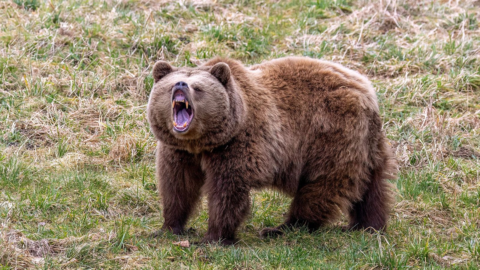 На Камчатке медведь напал на женщину у здания школы