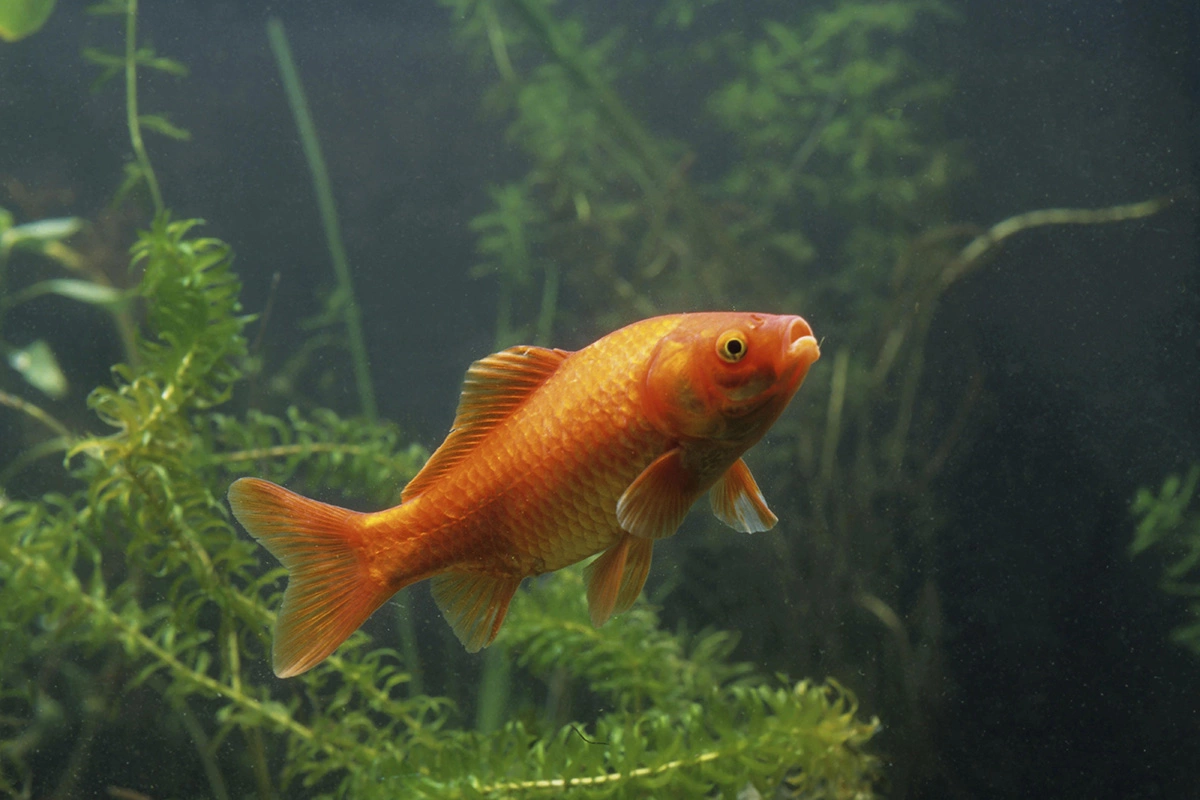 Золотая рыбка — символ Дня снабженца