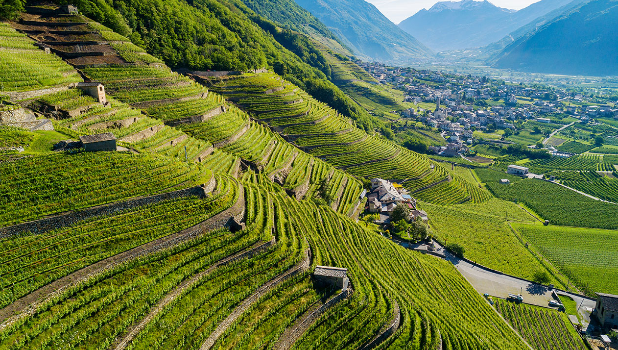 Что нужно знать о винах Италии, перед тем как ехать на Олимпиаду