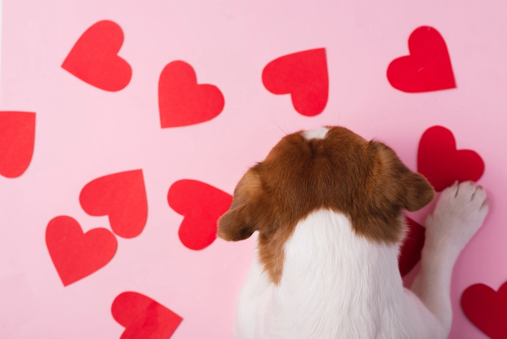 День святого Валентина ежегодно отмечают 14 февраля