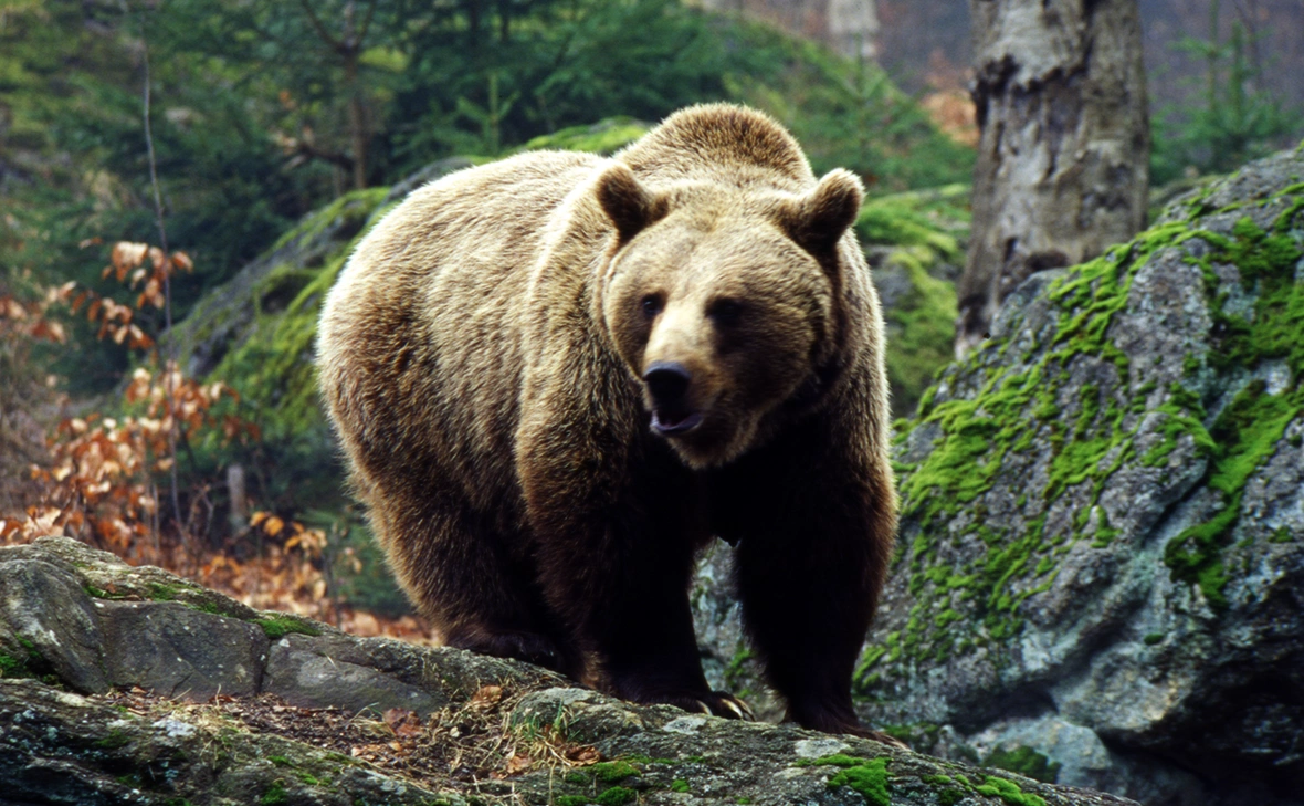 Константин Михайлов / Global Look Press