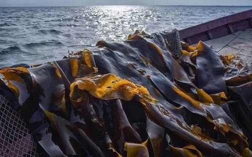 Фото: Министерство сельского и рыбного хозяйства Республики Карелия/ vk.com