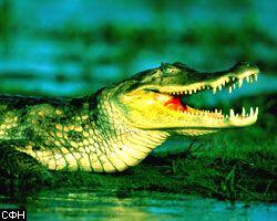 Крокодилы тоже бывают ограничителями скорости
