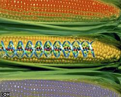 Европейцев убедили есть "мутировавшую" кукурузу
