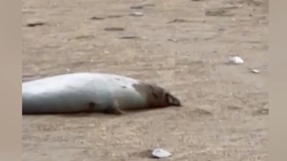 Росприроднадзор назвал основную версию гибели тюленей в Каспийском море
