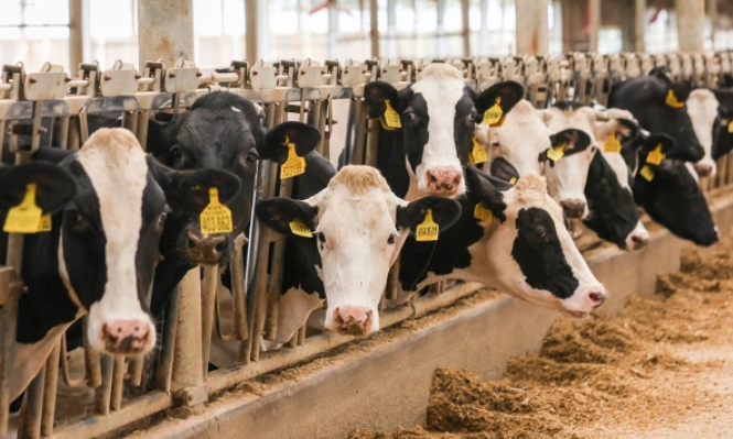 Арина Антонова / ТАСС