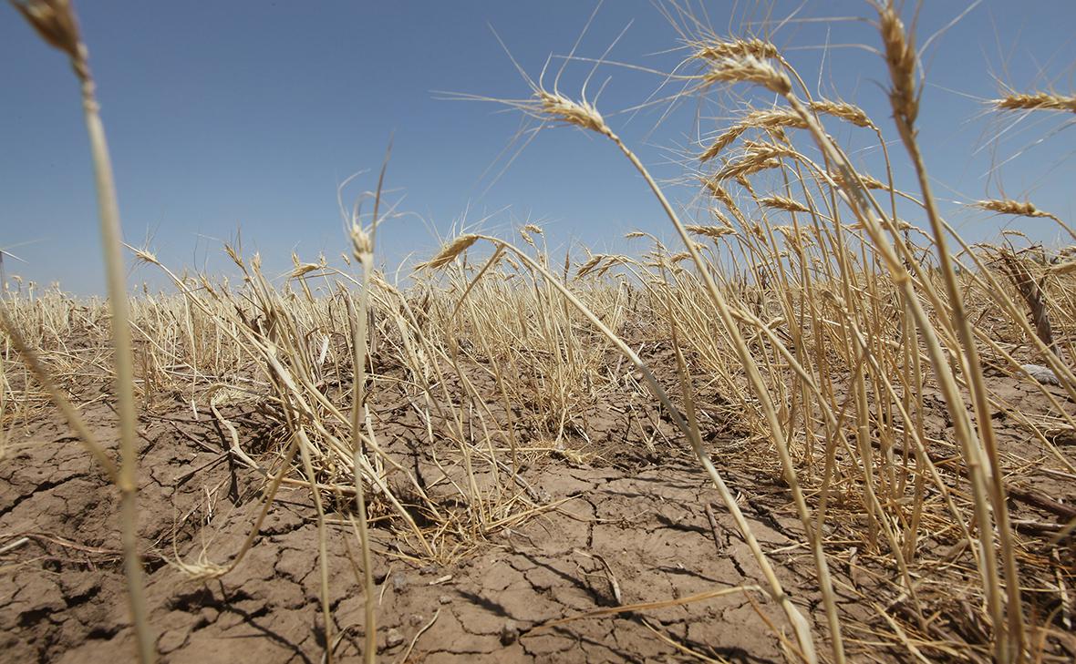 Засуха в Канаде поставила под угрозу мировые поставки пшеницы