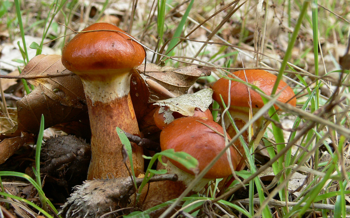 Ядовитые грибы - красивые картинки (100 фото)