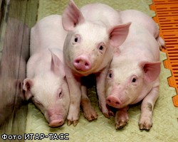 Из культурных учреждений столицы депортировали всех свиней