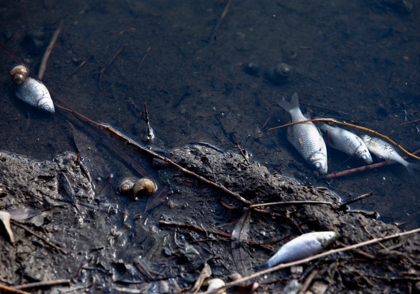 В Петербурге выяснили причины массовой гибели рыбы