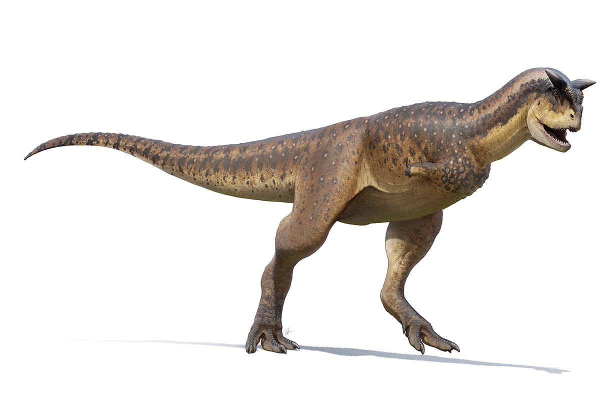<p>Реконструкция внешнего вида&nbsp;карнотавра (Carnotaurus)</p>