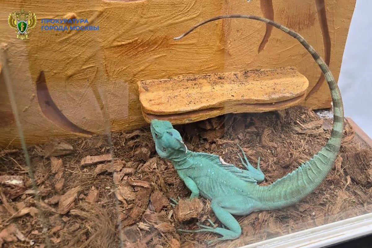 Москвич устроил нелегальный «зоопарк» с краснокнижными животными