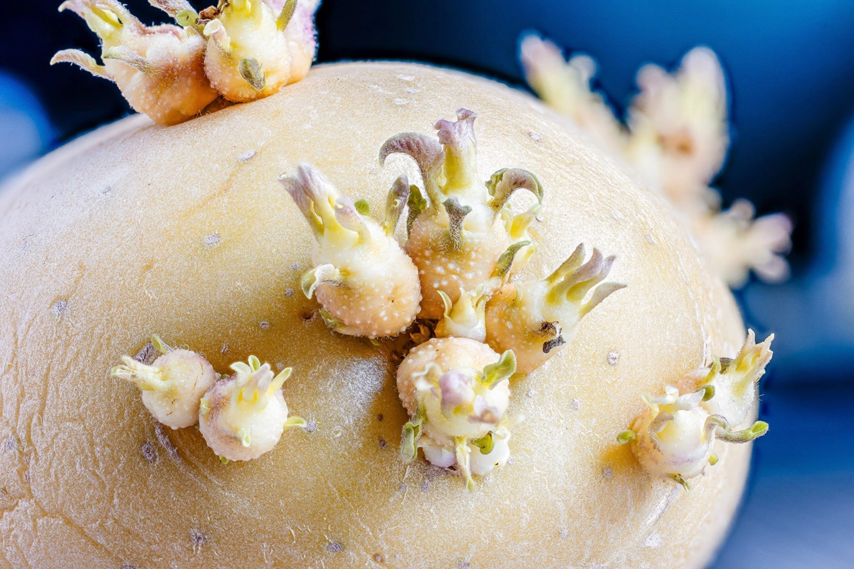 Прорастание картофеля — это естественный процесс, связанный с циклом развития клубня